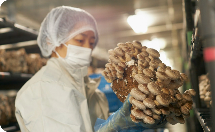 農林省主催農福アワード 優良事例